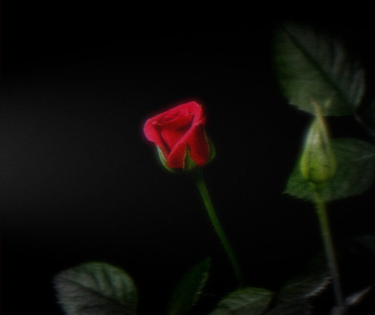 Blossom project image